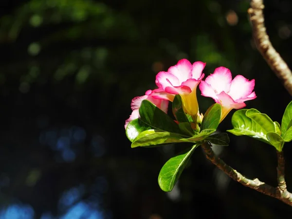 Pouštní Růže Impala Lily Falešný Azalea Krása Bílé Růžové Květy — Stock fotografie