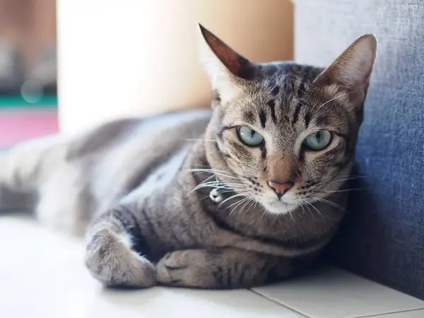 귀엽고 아시아 고양이 과검은 줄무늬 고양이 슬라이를 편안하게 초상화에 선택적으로 — 스톡 사진