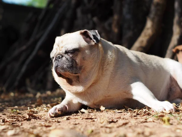 Lovely White Fat Cute Pug Portraits Relaxing Country Home Garden — Stock Photo, Image