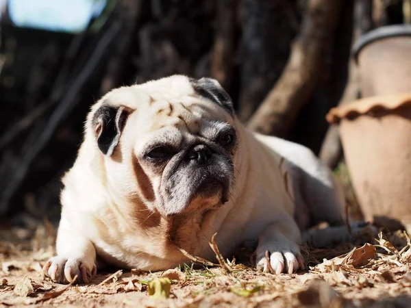 Όμορφη Λευκό Λίπος Χαριτωμένα Πορτρέτα Pug Χαλαρώνοντας Στην Ύπαιθρο Κήπο — Φωτογραφία Αρχείου