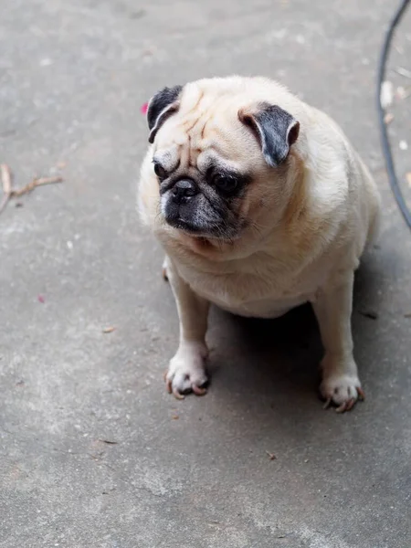 Lovely White Fat Cute Pug Portraits Relaxing Country Home Garden — Stock Photo, Image