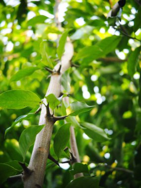 Koyu yeşil bitki arka plandan ayrılır. Doğal güneş ışığı altında sığ alan derinliği ve ev bahçesindeki otantik çevre huzurlu bir ortam sağlar.