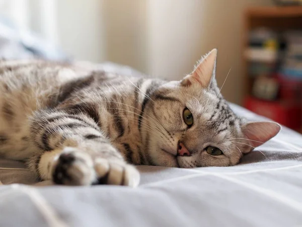 Şirin Genç Yakışıklı Ameri Kan Kısa Saçlı Kedi Yavrusu Gri — Stok fotoğraf