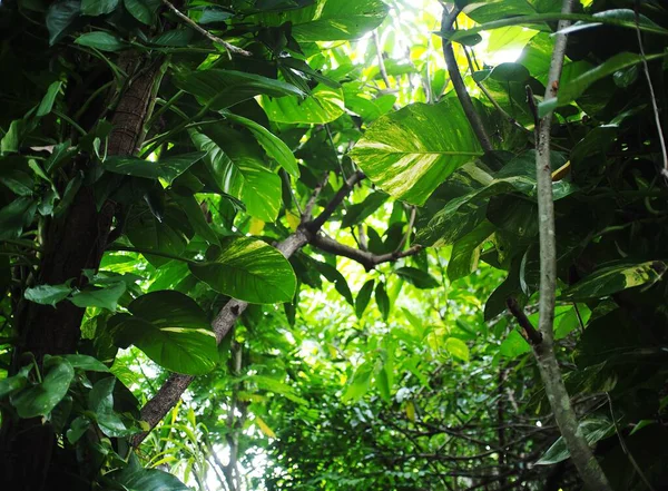 Koyu yeşil bitki arka plandan ayrılır. Doğal güneş ışığı altında sığ alan derinliği ve ev bahçesindeki otantik çevre huzurlu bir ortam sağlar.