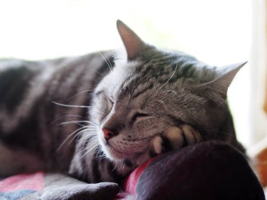 Şirin, genç, yakışıklı AMERİKAN kısa saçlı kedi yavrusu gri ve siyah çizgili ev kedisi portreleri, kapalı alanda bulanık arka planı olan bir yatak odasında dinleniyor..