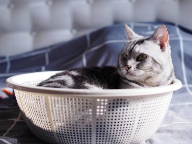 Şirin, genç, yakışıklı AMERİKAN kısa saçlı kedi yavrusu gri ve siyah çizgili ev kedisi portreleri, kapalı alanda bulanık arka planı olan bir yatak odasında dinleniyor..