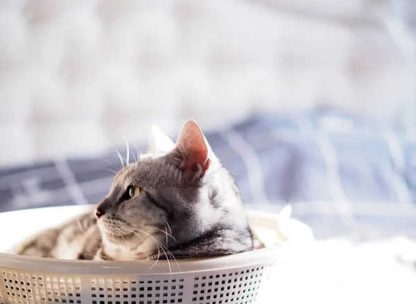 Cute Young Handsome American Short Hair Breed Kitty Grey Black — Stock Photo, Image