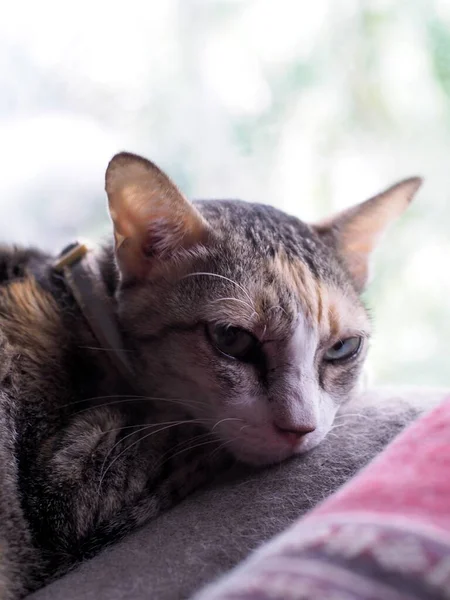 Cute Old Small Mixed Breed Grey Yellow Orange Pastel Fur — 스톡 사진