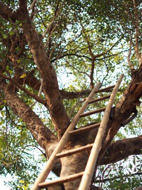 Bahçenin alt kısmındaki yüksek bambu merdivenlere yakın plan. Tırmanmaya ve bitki budamaya hazır olun. Yeşil yapraklar ve parlak mavi gökyüzü arkaplanı ile arka plan bulanık.