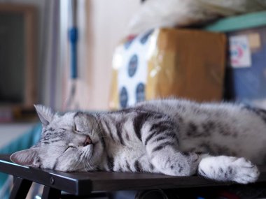 Şirin, genç, yakışıklı AMERİKAN kısa saçlı kedi yavrusu gri ve siyah çizgili ev kedisi portreleri, kapalı alanda bulanık arka planı olan bir yatak odasında dinleniyor..