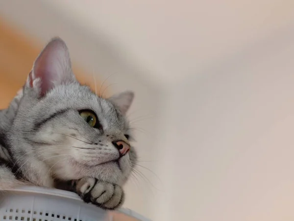 Bonito Jovem Bonito Americano Short Hair Raça Gatinho Cinza Preto — Fotografia de Stock