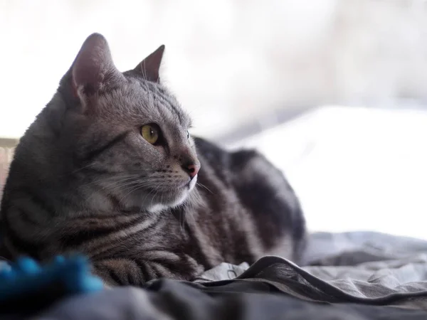 可愛い若いハンサムなアメリカンショートヘア品種キティグレーと黒ストライプホーム猫のポートレートリラックスしたベッドルームで机の上にぼかし背景 — ストック写真