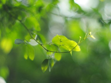 Bitki yaprakları doğal güneş ışığı altında sığ bir alan derinliği ve ev bahçesindeki otantik çevre huzur verici ruh hali için arka plan ya da arka plan için kapatılır.