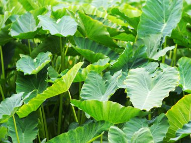 Yeşil yapraklı su bitkisi, Colocasia esculenta (Linn.) Schott, Typha angustifolia ile birlikte büyür. Güneşli bir günde, doğrudan güneş ışığı altında tropikal bir gölet bitkisi..