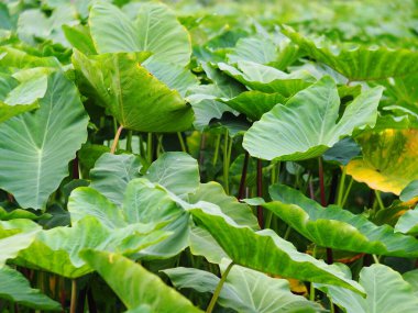 Yeşil yapraklı su bitkisi, Colocasia esculenta (Linn.) Schott, Typha angustifolia ile birlikte büyür. Güneşli bir günde, doğrudan güneş ışığı altında tropikal bir gölet bitkisi..