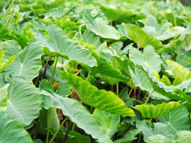 Yeşil yapraklı su bitkisi, Colocasia esculenta (Linn.) Schott, Typha angustifolia ile birlikte büyür. Güneşli bir günde, doğrudan güneş ışığı altında tropikal bir gölet bitkisi..