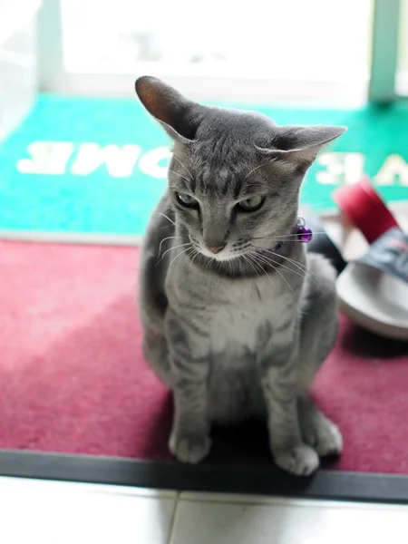 Bonito Curto Cabelo Jovem Asiático Gatinho Cinza Preto Listras Casa — Fotografia de Stock