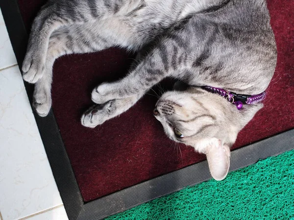 Lindo Corto Cabello Joven Asiático Gatito Gris Negro Rayas Casa — Foto de Stock