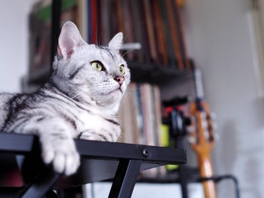 Şirin, genç, yakışıklı AMERİKAN kısa saçlı kedi yavrusu gri ve siyah çizgili ev kedisi portreleri, kapalı alanda bulanık arka planı olan bir yatak odasında dinleniyor..