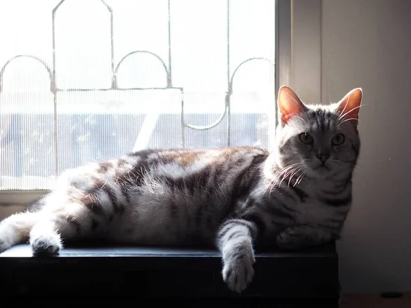 Bonito Jovem Bonito Americano Short Hair Raça Gatinho Cinza Preto — Fotografia de Stock