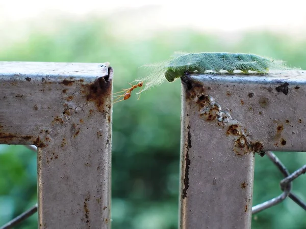 Fat Green Colour Long Hairy Worm Creeping Slowly Metal Fence — Fotografia de Stock