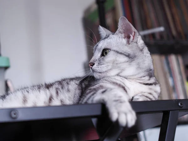 Bonito Jovem Bonito Americano Short Hair Raça Gatinho Cinza Preto — Fotografia de Stock