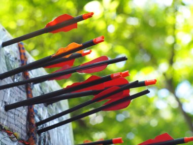 black glass fibre archery crossbow bolts with plastic colour vanes on house-made practice target in private backyard garden outdoor with authentic summer plant blur in background