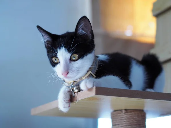 cute short hair young asian female kitten black and white home cat relaxing lazy in bed room portrait shot selective focus blur home indoor background