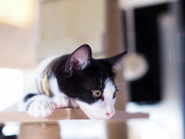 cute short hair young asian female kitten black and white home cat relaxing lazy in bed room portrait shot selective focus blur home indoor background