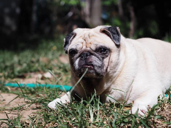 lovely white fat cute pug portraits closeup relaxing on country home garden outdoor making funny face with blur background.