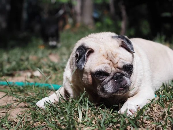 lovely white fat cute pug portraits closeup relaxing on country home garden outdoor making funny face with blur background.