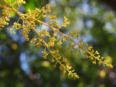 Ağaçtaki yeşil sarı mango çiçekleri doğal güneş ışığı ve bulanık açık hava çevresi seçici odak yeşil bahçe arka planı