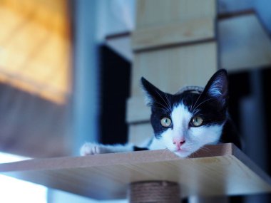 cute short hair young innocent asian female kitten black and white home cat relaxing lazy in bed room portrait shot selective focus blur home indoor background