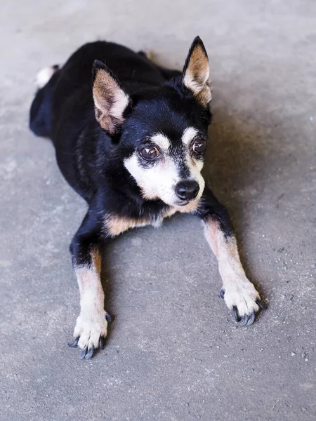 可愛い黒脂肪素敵な古い時代のミニチュアピンチャー犬とともに茶色の犬の目孤独な顔アップ休憩屋外でカントリーハウスの床の肖像画ビュー — ストック写真