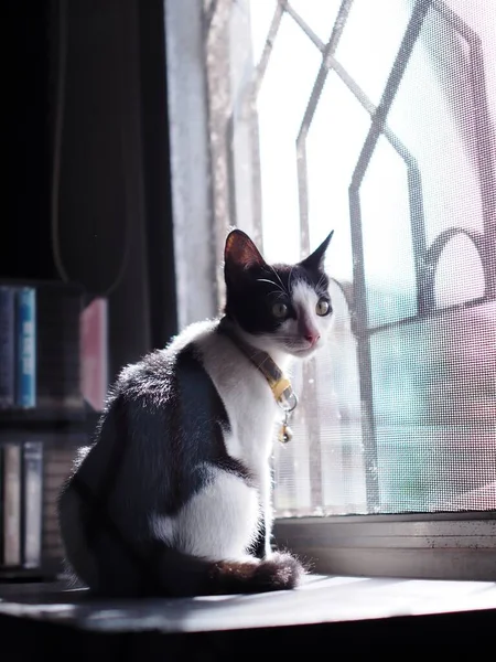 Cute Short Hair Young Innocent Asian Female Kitten Black White — Stockfoto