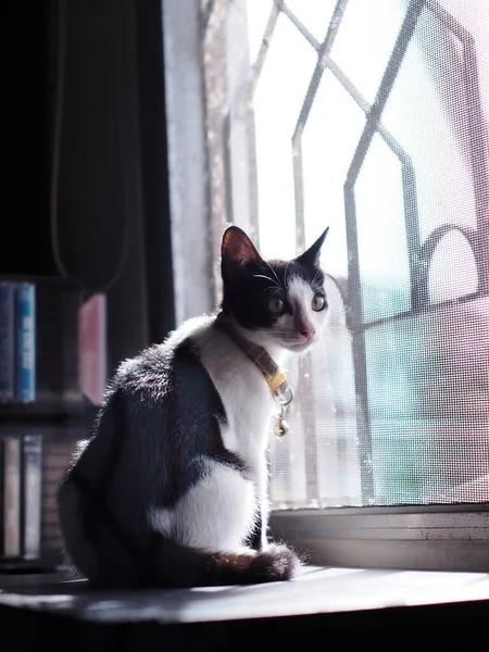 cute short hair young innocent asian female kitten black and white home cat relaxing lazy in bed room portrait shot selective focus blur home indoor background