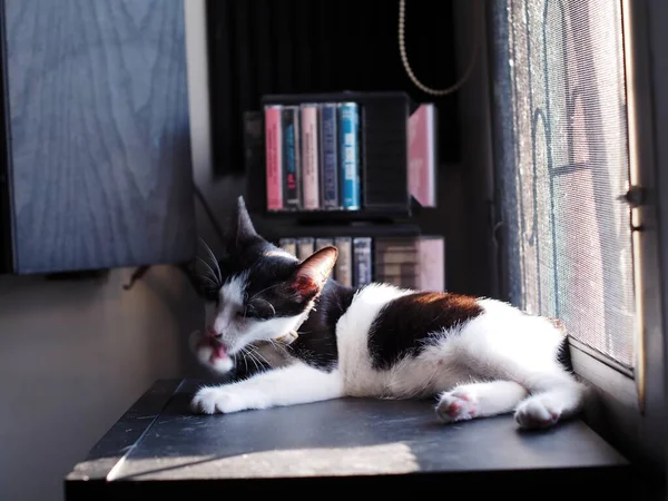 Cute Short Hair Young Innocent Asian Female Kitten Black White — стоковое фото