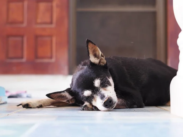 Lindo Negro Grasa Encantadora Vejez Miniatura Pinscher Perro Con Marrón Fotos De Stock