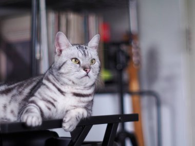 cute short hair young AMERICAN SHORT HAIR breed kitty grey and black stripes home cat relaxing in bed room making sleepy unhappy funny face closeup selective focus blur background.