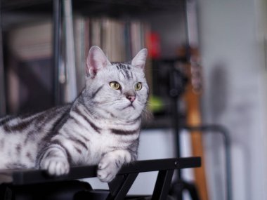 cute short hair young AMERICAN SHORT HAIR breed kitty grey and black stripes home cat relaxing in bed room making sleepy unhappy funny face closeup selective focus blur background.