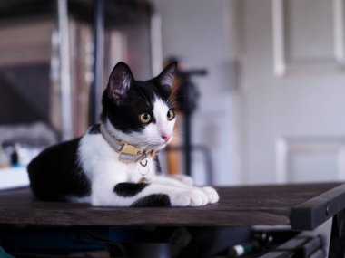 Şirin, kısa saçlı, Asyalı dişi kedi. Siyah beyaz ev kedisi. Yatak odasında tembellik ediyor..