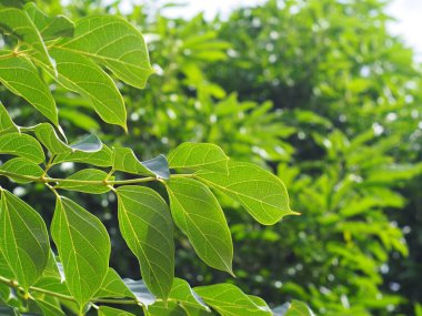 plant leaves close up shallow depth of field under natural sunlight and authentic environment in home garden outdoor