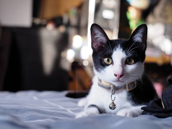 Cute short hair young asian female kitten black and white home cat relaxing lazy in bed room portrait shot selective focus blur home indoor background.