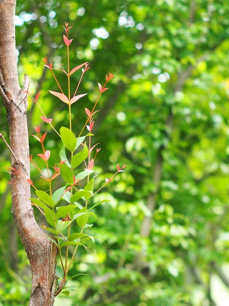 Plant Leaves Close Shallow Depth Field Natural Sunlight Authentic Environment — Fotografia de Stock