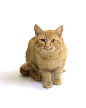 Sarı Kedi Kameraya Bakıyor