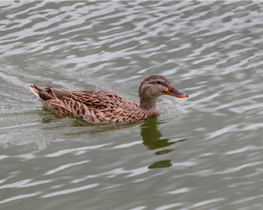 Suda yüzen kahverengi ördek