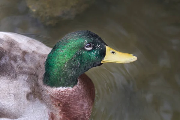 Close up of Duck head
