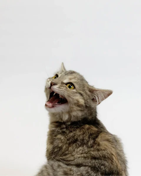 Kızgın Kedi Kamera Tıslıyor — Stok fotoğraf