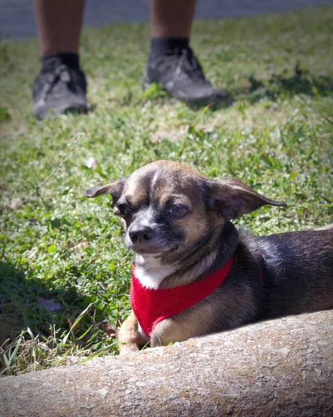 Bruin Hertenhoofd Chihuahua Lag Buiten Het Gras Mooi Hondje — Stockfoto