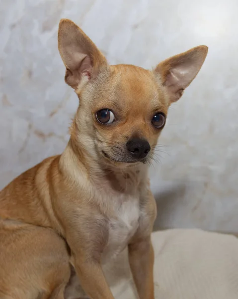 Chihuahua Marrón Joven Sentado Suelo Pequeño Perro Mirando Más Allá —  Fotos de Stock